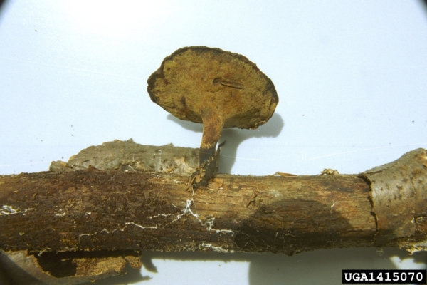 :-Polyporus varius