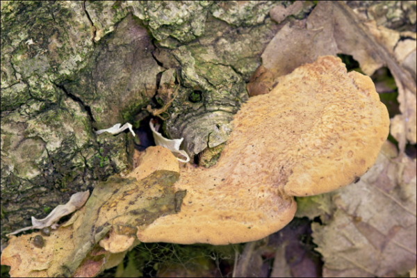 Zimtfarbener Weichporling-Hapalopilus nidulans