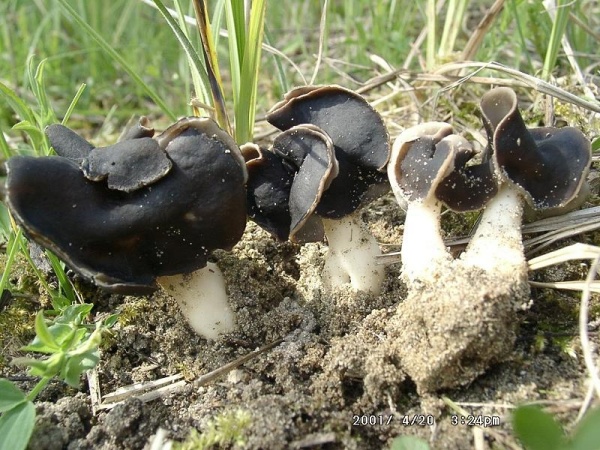 Weißstielige Lorchel-Helvella spadicea