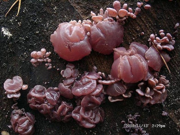 Fleischroter Gallertbecher-Ascocoryne sarcoides