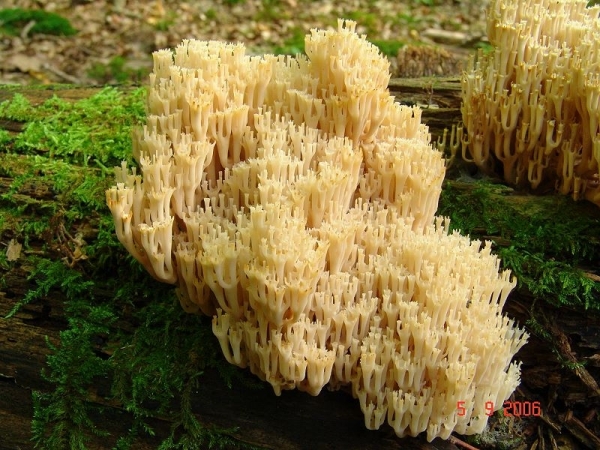 Becherkoralle-Clavicorona pyxidata
