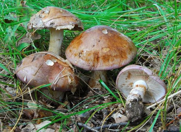 Verfärbender Schleimkopf-Cortinarius variicolor