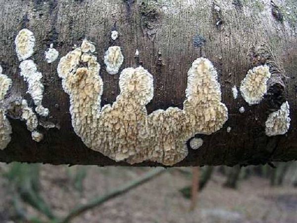 Reibeisen-Rindenpilz-Hyphoderma radula