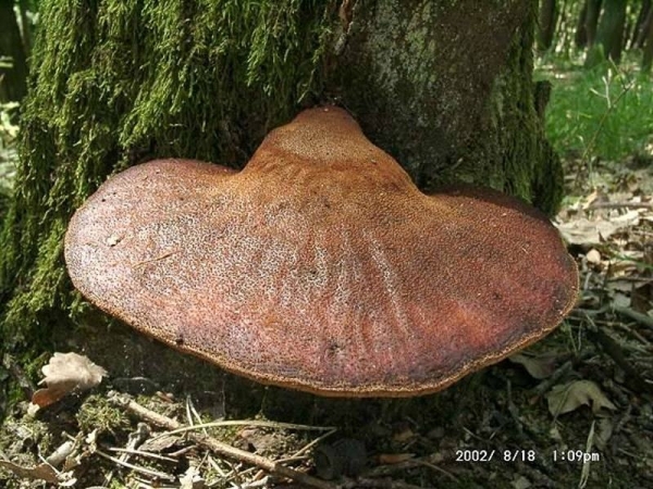 Leberpilz-Fistulina hepatica