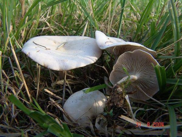 Feldtrichterling-Clitocybe dealbata