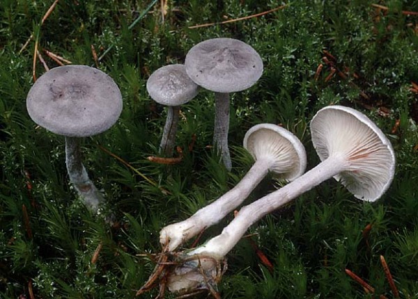 Rötender Gabelblättling-Cantharellula umbonata