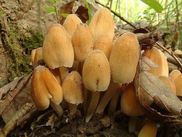 Glimmertintling-Coprinellus micaceus