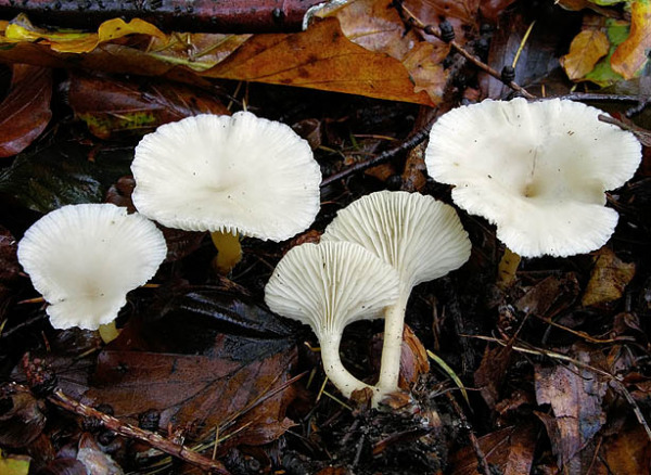 Bitterlicher Trichterling-Clitocybe phaeophthalma