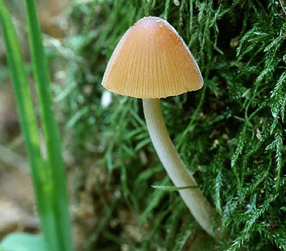 Bruchwald-Samthäubchen-Conocybe pulchella