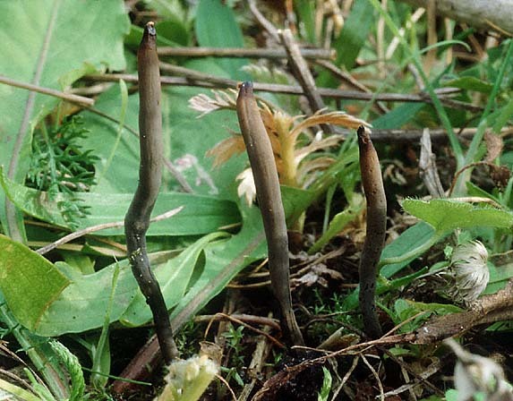 : Clavaria-Clavaria asperulispora